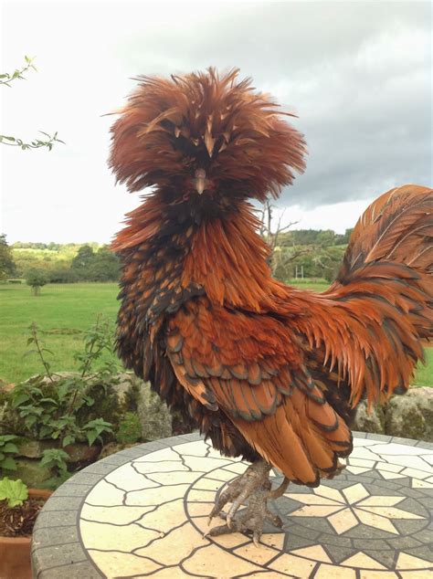 chicken with long head feathers.